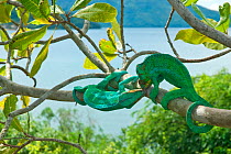 Male Panther Chameleons (Furcifer pardalis) fighting. Nosy Be, Madagascar.~Photograph taken on location for BBC 'Wild Madagascar' Series, January 2010
