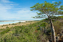 View from limestone escarpment overlooking Lac Tsimanampetsotsa, Madagascar, during the rainy season. Photograph taken on location for BBC 'Wild Madagascar' Series, January 2010