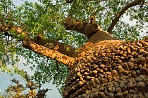 Baobab tree (Adansonia rubrostipa) showing green foliage during rainy season. Lac Tsimanampetsotsa, Madagascar. Photograph taken on location for BBC 'Wild Madagascar' Series, February 2010