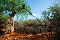 Producer Mary Summerill and Field Assistant Jonathan Fiely using crane to film 'Grandmother' Baobab Tree (Adansonia rubrostipa), showing green foliage of rainy season. Lac Tsimanampetsotsa, Madagasca...