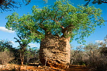 'Grandmother' Baobab Tree (Adansonia rubrostipa) with green foliage of rainy season. Lac Tsimanampetsotsa National Park, Madagascar. Photograph taken on location for BBC 'Wild Madagascar' Series, F...