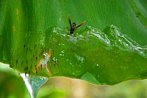 Wasp (Ropalidia species) attacking Mantellid Frog Tadpoles (Guibemantis species) on leaf overhanging pond. Tadpoles escape by dropping into water. Association Mitsinjo Reserve, Andasibe, Madagascar....