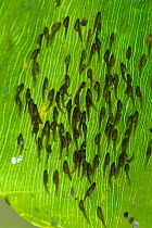 Mantellid Frog Tadpoles (Guibemantis species) developing on a leaf overhanging a pond. Association Mitsinjo Reserve, Andasibe, Madagascar. Photograph taken on location for BBC 'Wild Madagascar' Seri...