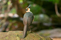 Yellow-headed Picathartes / White necked rockfowl (Picathartes gymnocephalus) Kambui Hills, Sierra Leone, Vulnerable species. Photograph taken during on location for BBC Africa series, September 2010...