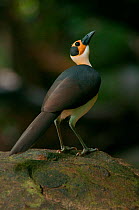 Yellow-headed Picathartes / White necked rockfowl (Picathartes gymnocephalus) Kambui Hills, Sierra Leone, Vulnerable species. Photograph taken on location for BBC Africa series, September 2010.