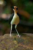 Yellow-headed Picathartes / White necked rockfowl (Picathartes gymnocephalus) Kambui Hills, Sierra Leone, Vulnerable species. Photograph taken on location for BBC Africa series, September 2010.