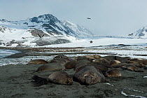 Southern Elephant Seal (Mirounga leonina) colony, with gulls flying in the background, St Andrew's Bay, South Georgia. Photograph taken on location for the BBC Frozen Planet series, October 2009.