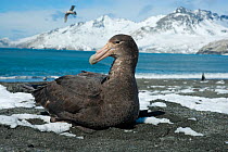 Southern Giant Petrel (Macronectes giganteus), St Andrew's Bay, South Georgia. Photograph taken on location for the BBC Frozen Planet series, October 2009.