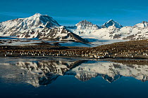 King Penguin (Aptenodytes patagonicus) colony, with mountains reflected in the ocean, St Andrew's Bay, South Georgia. Photograph taken on location for the BBC Frozen Planet series, October 2009.