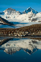 King Penguin (Aptenodytes patagonicus) colony, with mountains reflected in the ocean, St Andrew's Bay, South Georgia. Photograph taken on location for the BBC Frozen Planet series, October 2009.
