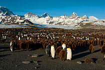 King Penguin (Aptenodytes patagonicus) colony, St Andrew's Bay, South Georgia. Photograph taken on location for the BBC Frozen Planet series, October 2009.