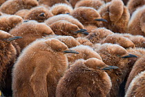 King Penguin (Aptenodytes patagonicus) chicks huddled together in snow, St Andrew's Bay, South Georgia. Photograph taken during filming for the Photograph taken on location for the BBC Frozen Planet...