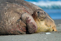 Southern Elephant Seals (Mirounga leonina) mating, with male bloodied from fighting, St Andrew's Bay, South Georgia. Photograph taken on location for the BBC Frozen Planet series, October 2009.