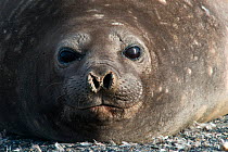 Female Southern Elephant Seal (Mirounga leonina) portrait, St Andrew's Bay, South Georgia. Photograph taken on location for the BBC Frozen Planet series, October 2009.
