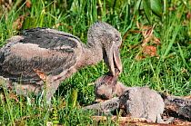 Shoebill (Balaeniceps rex) chick trying to kill its younger sibling, Bengwelu Swamp, Zambia. Photograph taken on location for BBC Africa series,  August 2010.