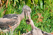 Shoebill (Balaeniceps rex) chick trying to kill its younger sibling, Bengwelu Swamp, Zambia. Photograph taken on location for BBC Africa series,  August 2010