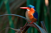 Malachite Kingfisher (Alcedo cristata), Bengwelu Swamp, Zambia. Photograph taken on location for BBC Africa series,  August 2010.