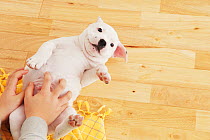Child playing with a Staffordshire Bull Terrier puppy lying on its back on floor. Property released.