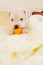 Staffordshire Bull Terrier puppy playing with ball on a blanket. Property released.