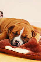 Staffordshire Bull Terrier sleeping on a blanket. Property released.