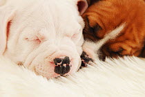 Staffordshire Bull Terriers sleeping on a carpet. Property released.