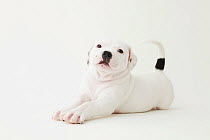 Staffordshire Bull Terrier puppy stretching and looking at camera. Property released.