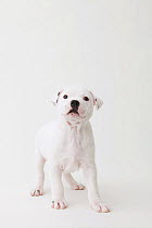 Staffordshire Bull Terrier looking at camera. Property released.
