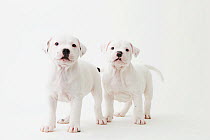 Staffordshire Bull Terrier puppies looking at camera. Property released.