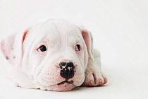 Staffordshire Bull Terrier puppy lying down on the floor. Property released.
