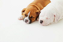 Staffordshire Bull Terrier puppies sleeping on the floor. Property released.