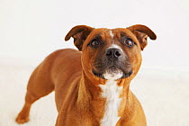 Staffordshire Bull Terrier portrait. Property released.
