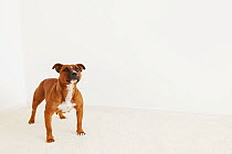 Staffordshire Bull Terrier portrait. Property released.