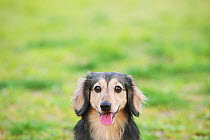 Dachshund sitting on grass in a park. Property released.