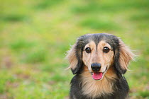 Dachshund sitting on grass in a park. Property released.