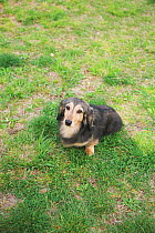 Dachshund sitting on the grass in park. Property released.