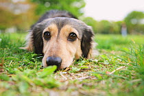 Dachshund lying in grass in a park. Property released.