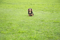 Dachshund sitting on the grass in a park. Property released.