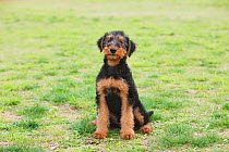 Airedale Terrier sitting on the grass. Property released.