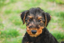 Airedale Terrier sitting in grass. Property released.