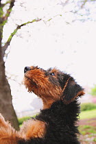 Airedale Terrier looking up. Property released.