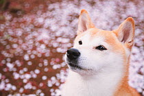 Shiba inu dog portrait with cherry blossom on floor in a park. Property released.
