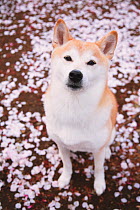 Shiba inu dog surrounded by fallen cherry blossom in a park. Property released.
