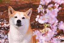 Shiba inu dog next to cherry blossoms in a park. Property released.