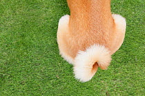 Shiba inu dog close-up of tail, on grass in park. Property released.