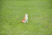 Shiba inu dog sitting on a lawn in park. Property released.