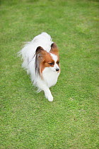 Papillion dog on the grass in park. Property released.