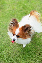 Papillion dog poking tongue out, on the grass in a park. Property released.