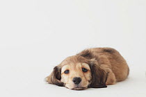 Dachshund dog lying on floor. Property released.