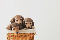 Dachshund puppies in a basket. Property released.