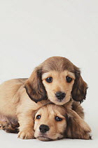 Two Dachshund puppies lying on floor. Property released.